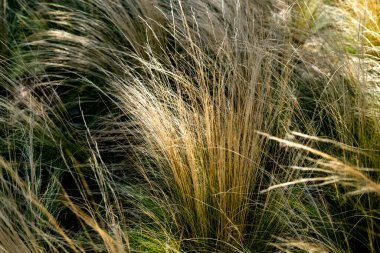 Akdeniz otlaklarının soyut arkaplanı