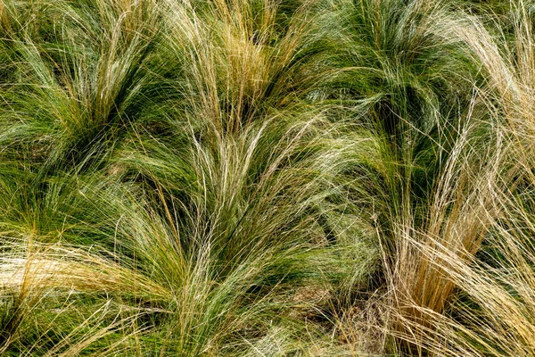 Sfondo Astratto Pascoli Mediterranei — Foto Stock