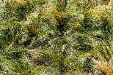 Akdeniz otlaklarının soyut arkaplanı