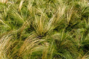 Akdeniz otlaklarının soyut arkaplanı