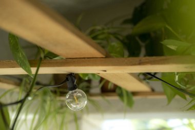 Kapalı bir bahçede ampul.