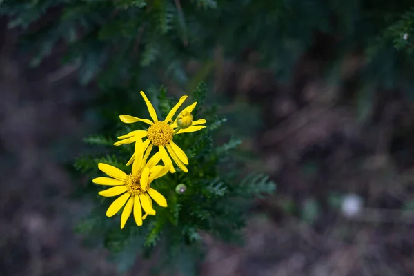 Virág Kertben Ősszel — Stock Fotó