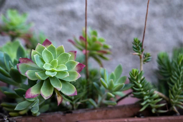 Sukkulente Pflanzen Einem Rustikalen Garten — Stockfoto