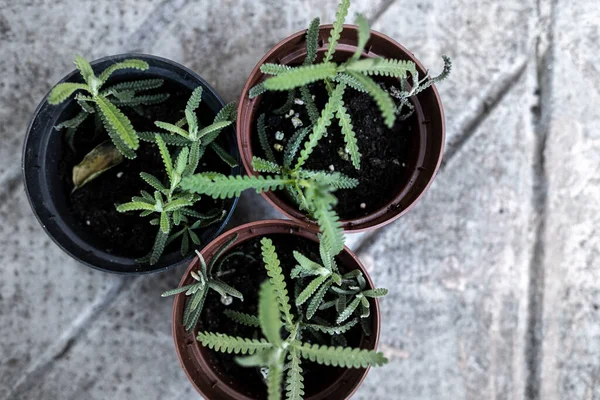 Reproducción Con Esquejes Planta Lavanda — Foto de Stock