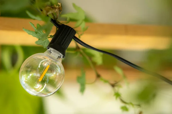 led bulb in an indoor garden