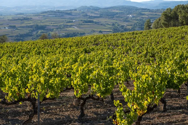 Vineyards in Subirats in Penedes wine region in Catalonia Spain