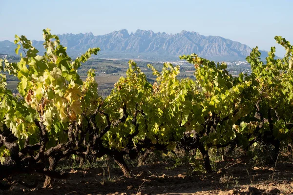Winnice Subiratach Regionie Winiarskim Penedes Katalonii — Zdjęcie stockowe
