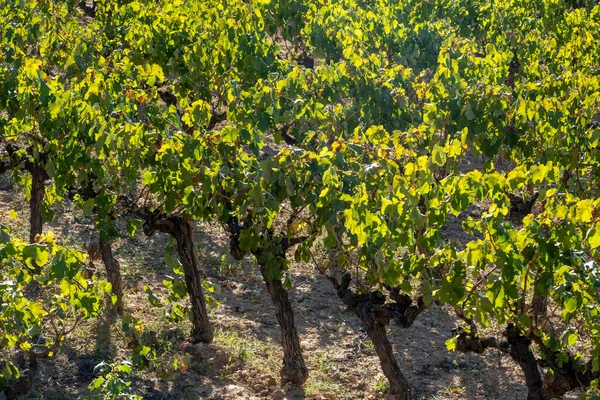 Vineyards in Subirats in Penedes wine region in Catalonia Spain