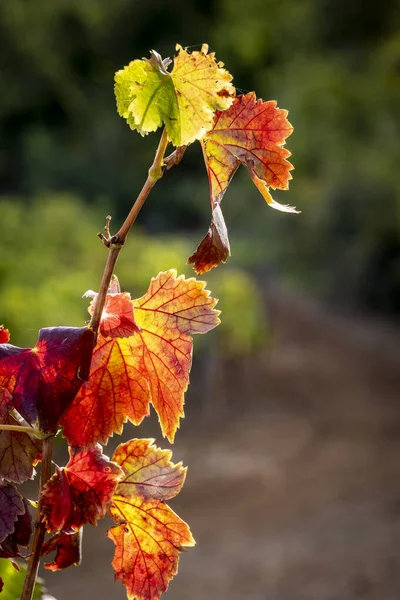 Vigneti Che Producono Uva Vino Spumante Autunno Lleida Catalogna Spagna — Foto Stock