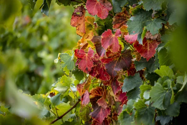 Wijngaarden Die Druiven Produceren Voor Wijn Cava Herfst Lleida Catalonië — Stockfoto