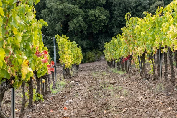 Viñedos Que Producen Uvas Para Vino Cava Otoño Lleida Cataluña — Foto de Stock
