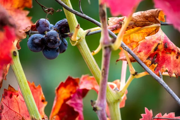 Wijngaarden Die Druiven Produceren Voor Wijn Cava Herfst Lleida Catalonië — Stockfoto