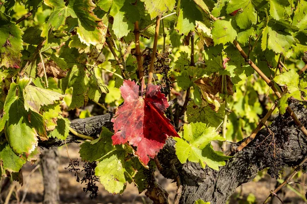 Viñedos Que Producen Uvas Para Vino Cava Otoño Lleida Cataluña — Foto de Stock