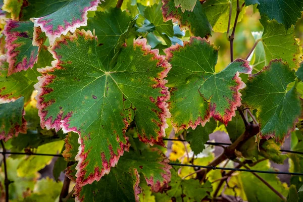 Vigneti Che Producono Uva Vino Spumante Autunno Lleida Catalogna Spagna — Foto Stock