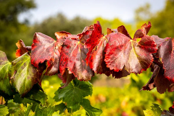 Vigneti Che Producono Uva Vino Spumante Autunno Lleida Catalogna Spagna — Foto Stock