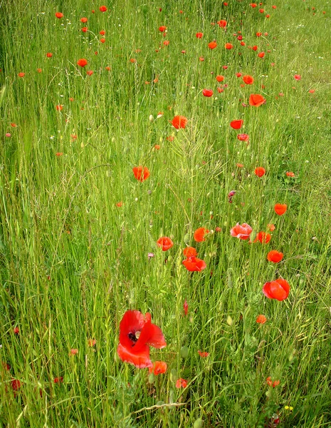 Papaverveld — Stockfoto