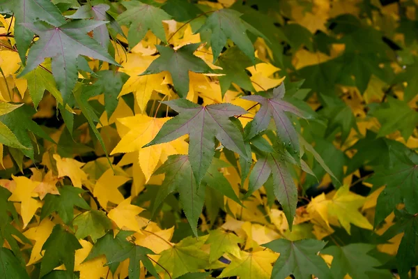 Blad — Stockfoto