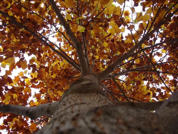 Листья осенью из-под дерева — стоковое фото
