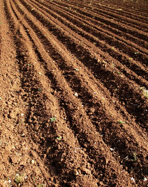 Agricultural field — Stock Photo, Image