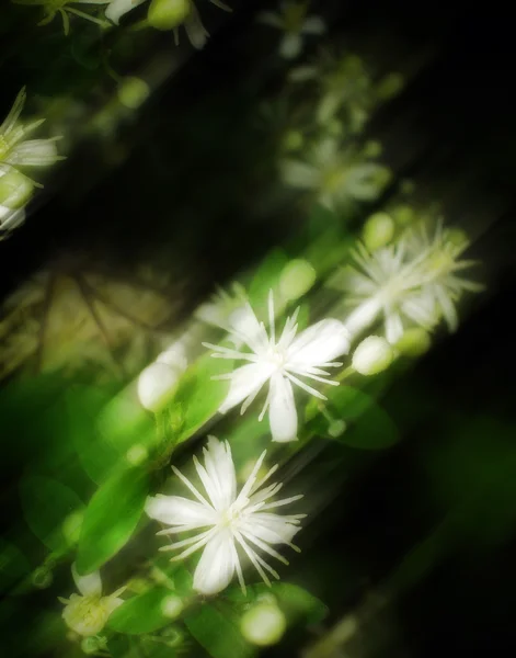 Flores abstratas 4 — Fotografia de Stock