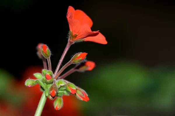 Blütenmakro — Stockfoto