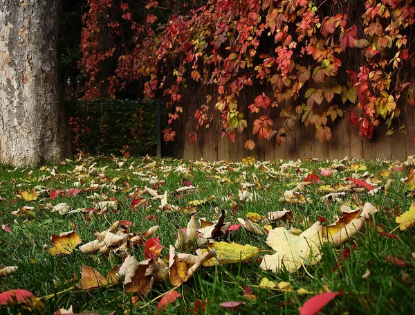 Bel giardino in autunno . — Foto Stock