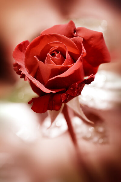 Beautiful red rose in the garden. Retro style toned , soft focus photo
