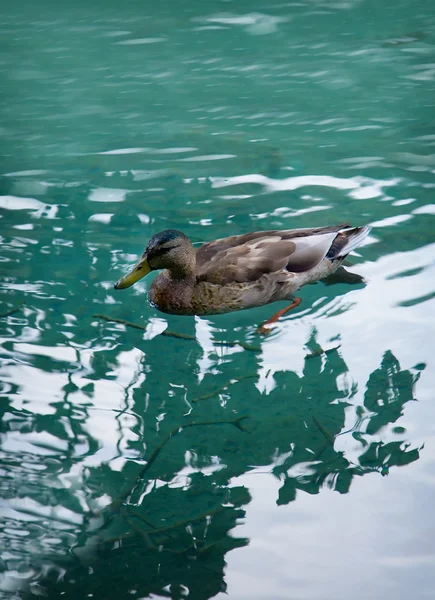 Pato. — Foto de Stock