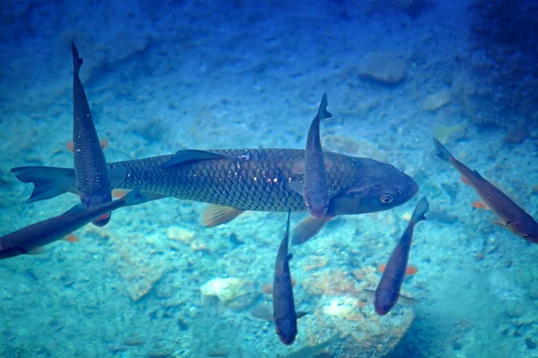 Peixe grande — Fotografia de Stock