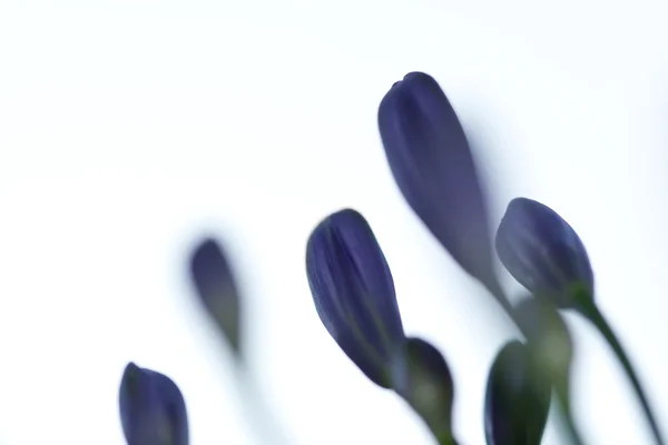 Flowers — Stock Photo, Image