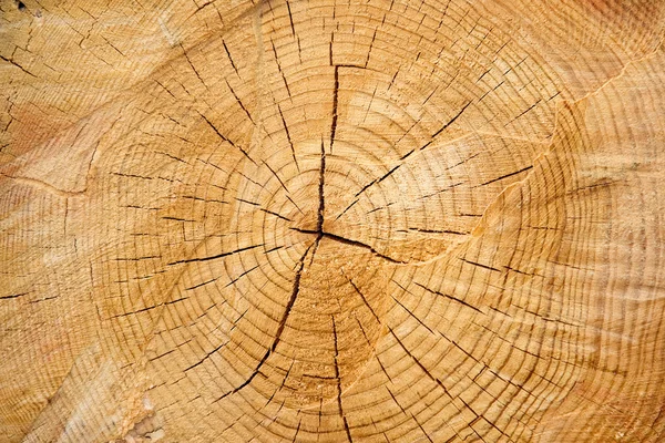 Holzringe — Stockfoto