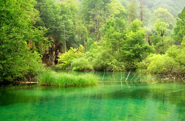 Lago verde — Foto Stock