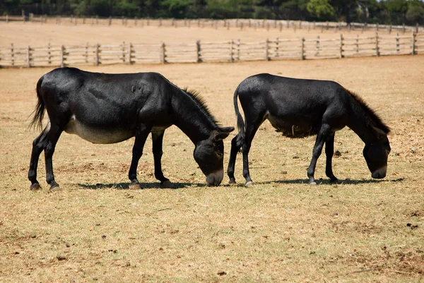 Burros. —  Fotos de Stock