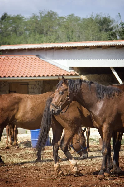 Horses — Stock Photo, Image