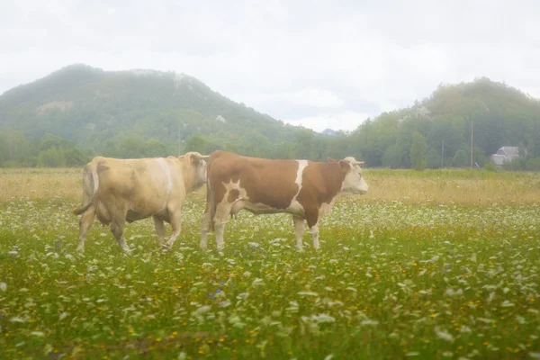 Cows — Stock Photo, Image