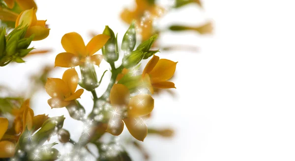 Zauberhafte Blumen — Stockfoto