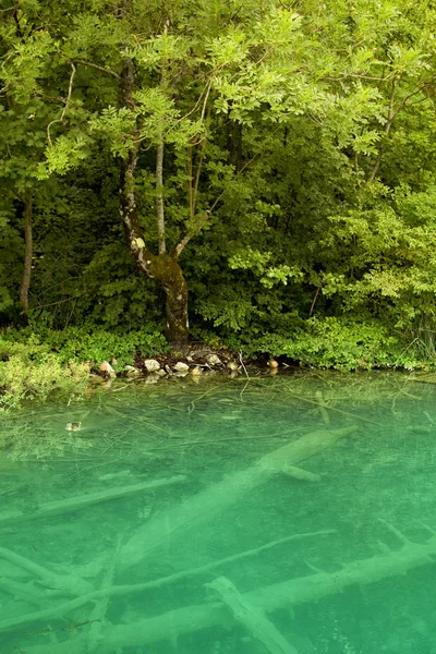 Lago — Fotografia de Stock