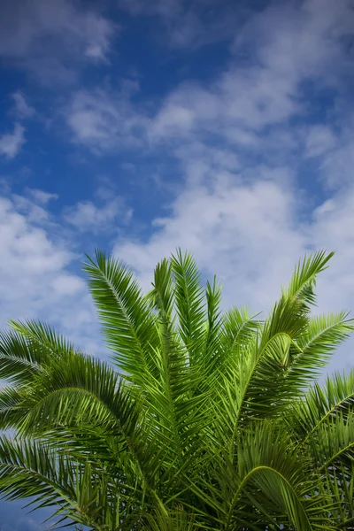 Palm tree — Stock Photo, Image