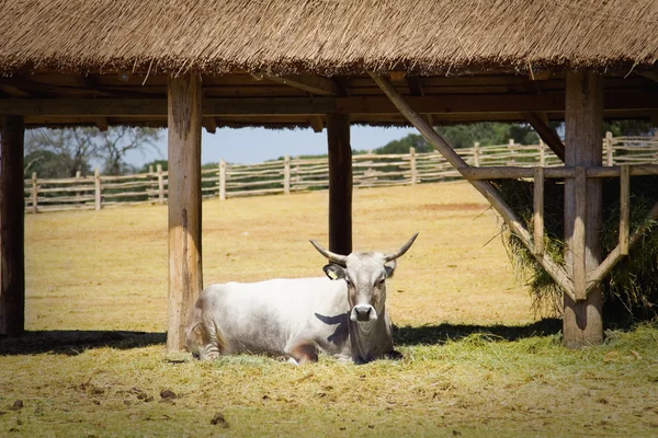 Otlaktaki inek — Stok fotoğraf