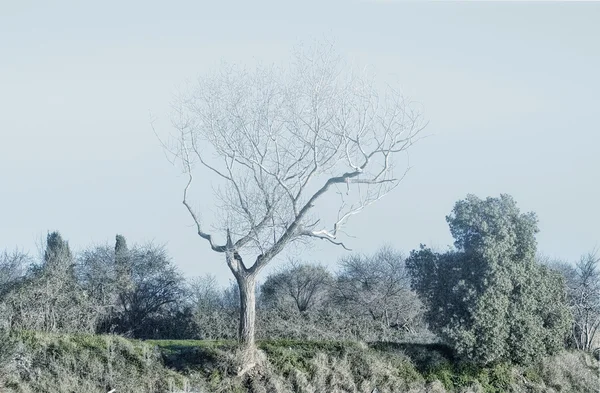 神秘的な風景 — ストック写真