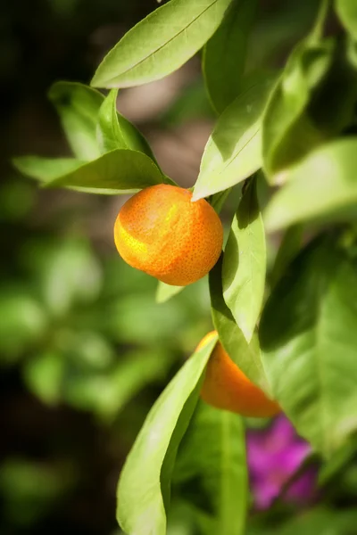 Mandarin träd, närbild foto med grunt dof — Stockfoto