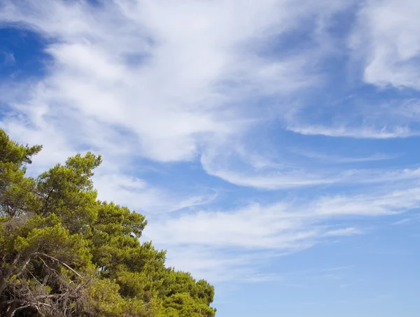 Arbre à pins — Photo