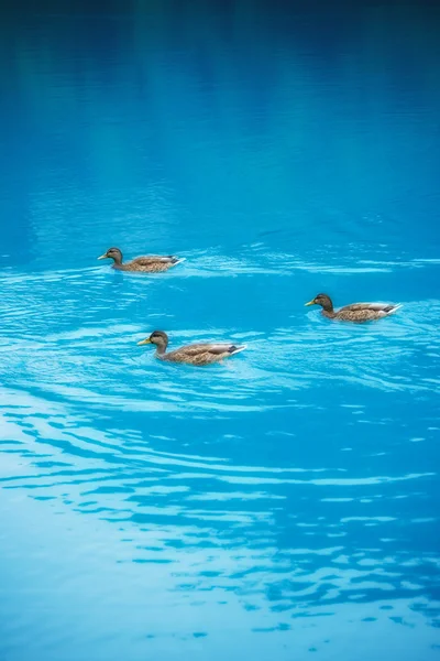 Canards dans le lac — Photo