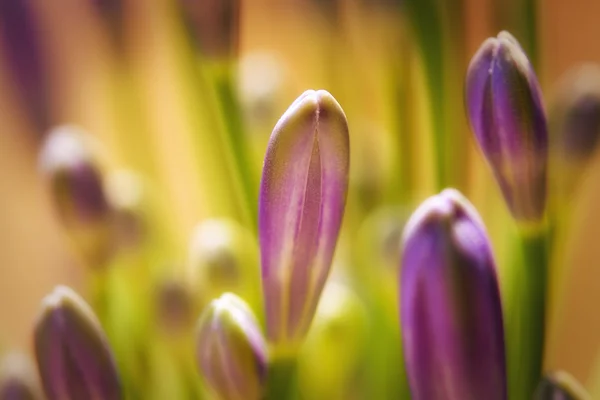 Flowers — Stock Photo, Image