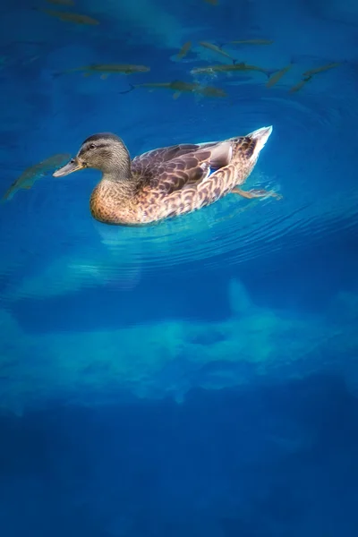 Duck in the lake — Stock Photo, Image