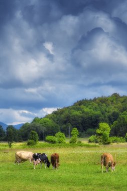 güneşli bir bahar gününde bir çayır üzerinde ineklerin