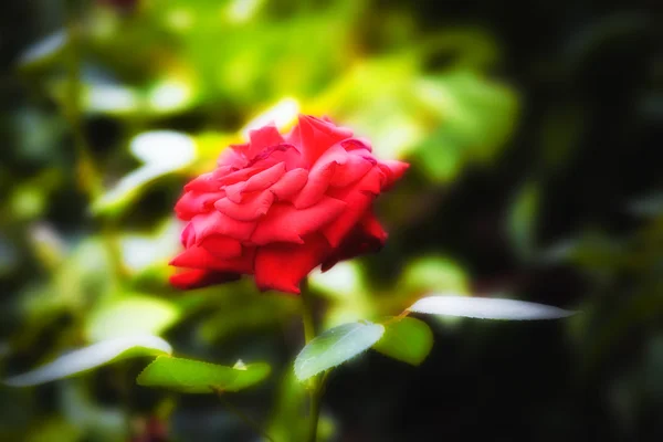 Bella rosa rossa in giardino — Foto Stock