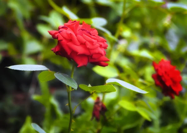 Hermosas rosas rojas en el jardín — Foto de Stock