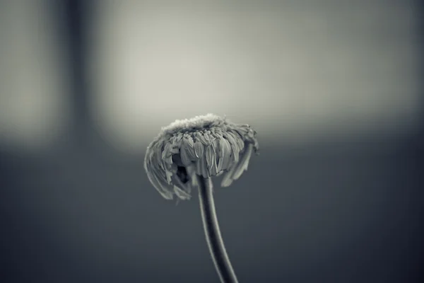 Abstrakte Blume Hintergrund - künstlerisch getönt — Stockfoto