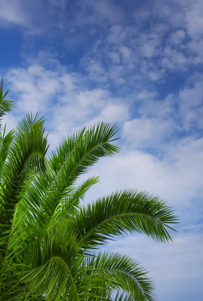 Palm tree against blue sky — Stock Photo, Image